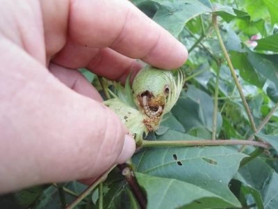 Produto biológico contra helicoverpa - rédito Lúcia Vivian