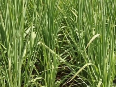 Quase o dobro do arroz produzido só com a metade da água na irrigação - Crédito Miriam Lins