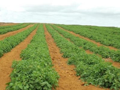 Saladete rasteiro - Mais sabor com menor custo - Fotos Hazera