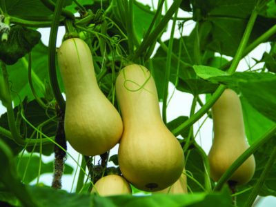 Cucurbita moschata, Butternut squash , Butternut Squash in a farm,Butternut and blurred background,Close up of butternut Squash in the garden.