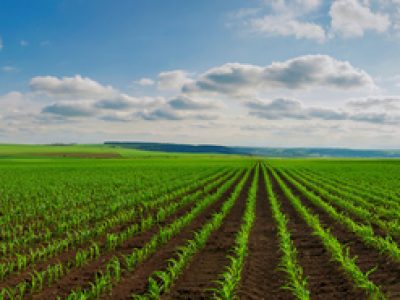 Panoramic,View,Of,Lines,Of,Young,Corn,Shoots,On,Big
