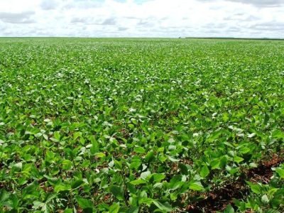 Créditos Ana Maria Diniz