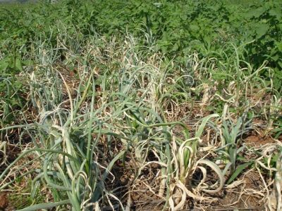 Sintomas de tripesem lavoura de cebola - Crédito Valter Oliveira