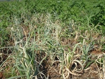Sintomas de tripesem lavoura de cebola - Crédito Valter Oliveira