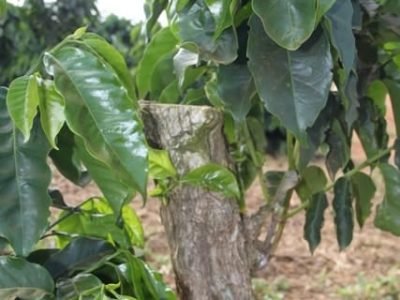 Sistema Safra Zero - Crédito Luize Hess