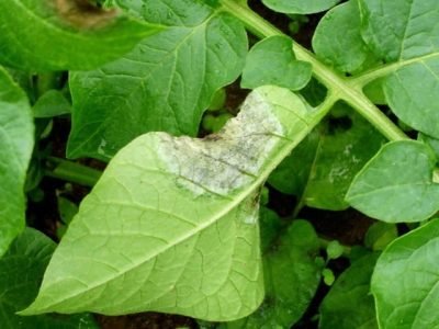 Sistema de previsão para requeima - Créditos Jesus TÃ¶foli