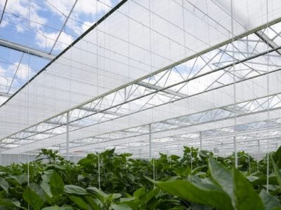 Tela Luxous em pimentões proporciona maior conservação de energia com a máxima transmissão de luz - FotosSvensson