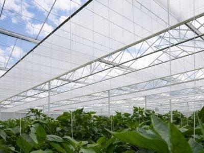 Tela Luxous em pimentões proporciona maior conservação de energia com a máxima transmissão de luz - FotosSvensson