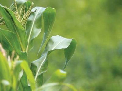 closeup of a green leaf from maize plant in the field