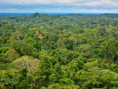 A birds eye view of the amazon region with lots of trees.
