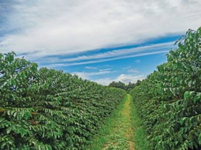 Coffee plantation located in Brazil on a blue sky day
