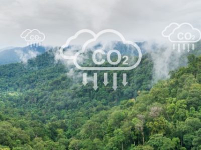 Tropical forests can absorb large amounts of carbon dioxide from the atmosphere.
