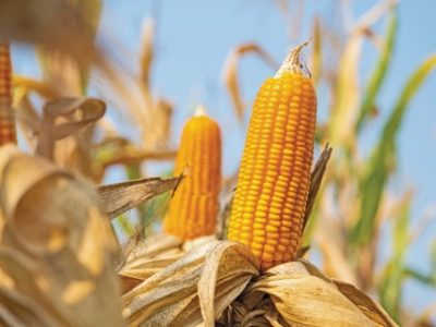 close-up yellow ripe corn on stalks for harvest in agricultural cultivated field, fodder industry