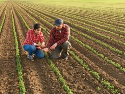 Young farmers examing planted young soy in spring