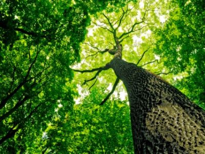 forest trees. nature green wood sunlight backgrounds.