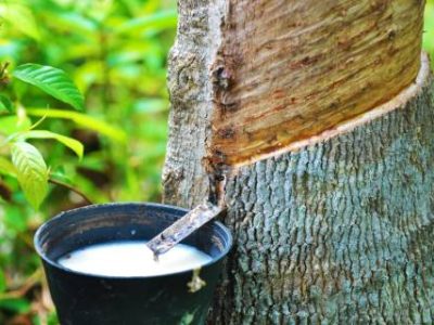Rubber latex of rubber tree.