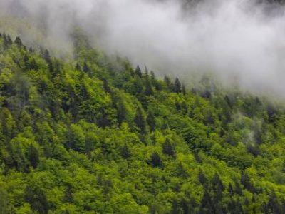 Beautiful, green and healthy forests help regulate global climate. Early morning misty fog above the the forest. For healthy planet.