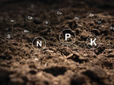 The fertile loamy soil for planting with the iconic technology in soil is the essential food of plants.