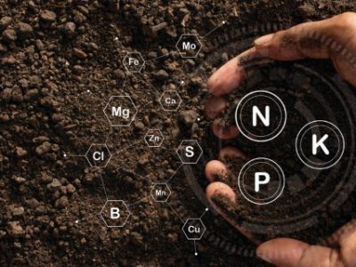 The fertile loamy soil for planting with the iconic technology in soil is the essential food of plants.