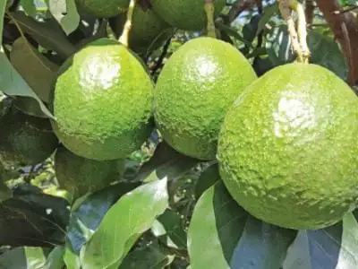 plantação de Abacate Margarida