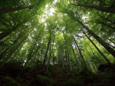 A tropical forest. Green moss on trees and stones. High quality photo