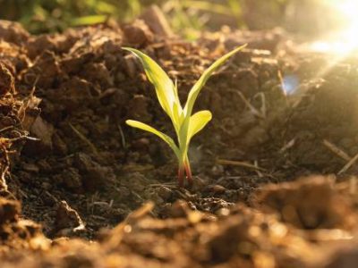 Seeding corn in field of organic farm on sunny background, little corn seed for planting the plants in soil or dirt ground, maize plantation in countryside or rural, beautiful growing plant background