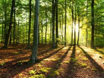 Morning in the forest