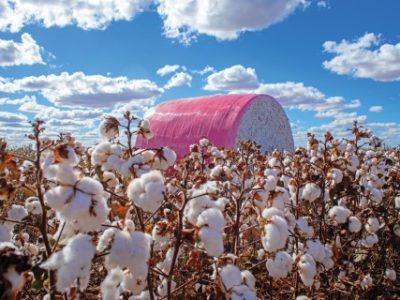 Mature cotton farm with beautiful blue sky and field harvested cotton storage bale, Brazilian cotton farm. Pink bale