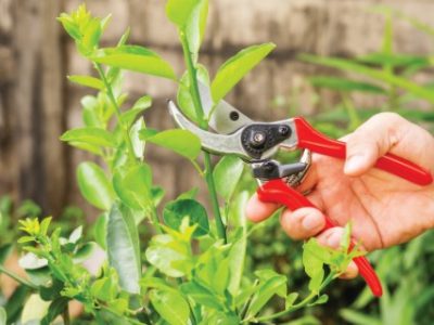 Man cutting a lime tree with clippers.