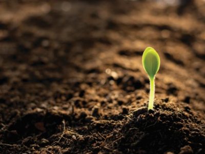 The seedlings are growing from the fertile soil.