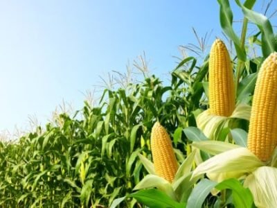 Corn,Cobs,With,Corn,Plantation,Field,Background.