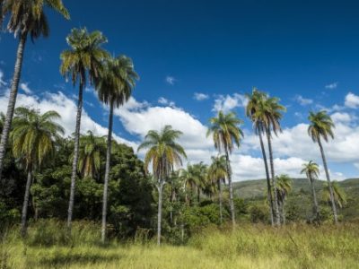 Macaw Palm Trees near Grande Waterfall in Serra do Cipo, MG, Brazil