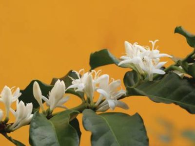 Close​ and​ selective​ focus​ White​ flowers​ of​ coffee​ tree​ or​ Coffee​ blossom.