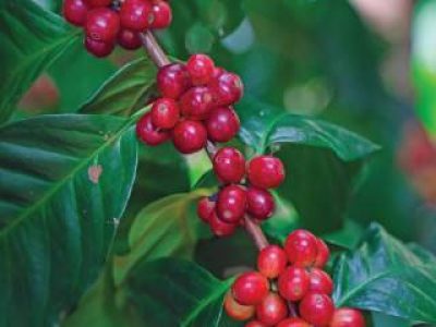 Red coffee berries on branch plantation with farmer harvest in the farm. Harvesting Robusta, and arabica coffee berries by agriculturist hands, Worker Harvest arabica coffee berries on its branch.
