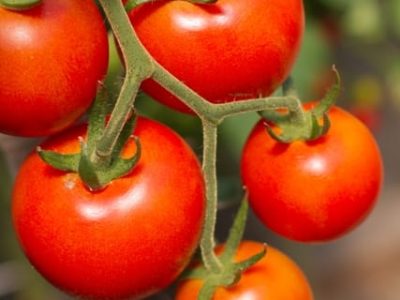 Tomate - Crédito Shutterstock