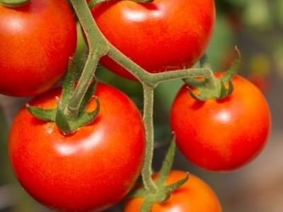 Tomate - Crédito Shutterstock