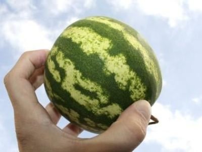 Mini melancia -  Crédito: Shutterstock