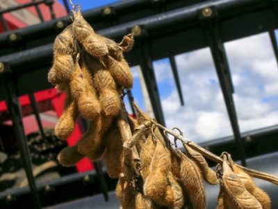 Foto-01-Umidade-de-grãos-incorreta-lucro-a-menos-Créditos-Shutterstock