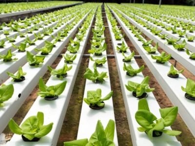 Variedades de alface para hidroponia - Créditos Shutterstock