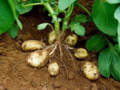 dessecação - Crédito FMC