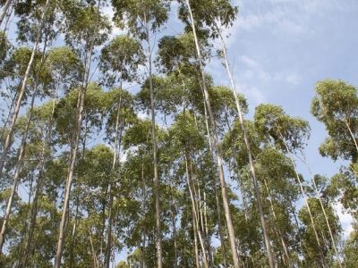 Crédito Ana Maria Diniz