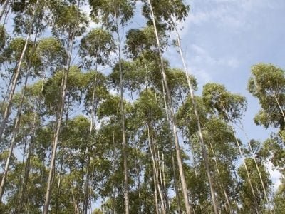 Crédito Ana Maria Diniz