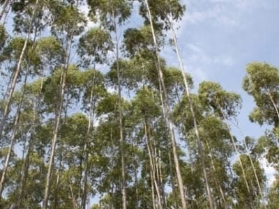 Crédito Ana Maria Diniz