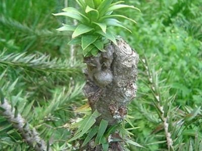 Araucária - Fotos Ivar Wendling