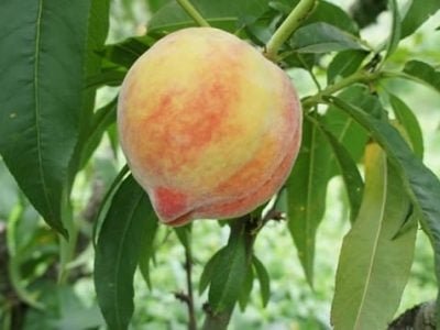 Pêssego - Créditos: Rafael Pio