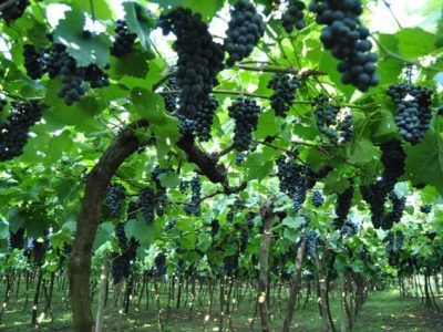 Safra de uva- Crédito Martha Caus