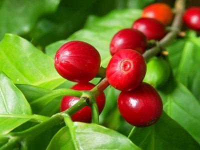 Café - Crédito: Shutterstock