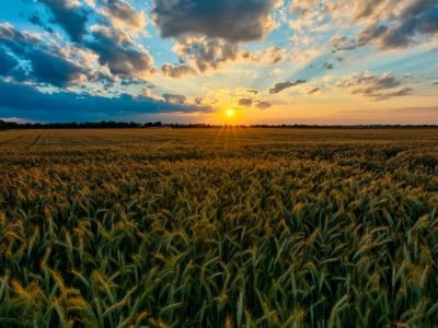 Trigo - Crédito: SXC