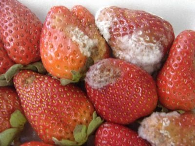 Morangos - Crédito: UFRGS