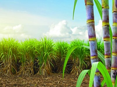 Sugar cane stalks with sugar cane plantation background.